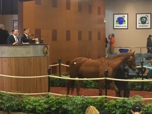 The final horse goes through the Fasig-Tipton Sale at Timonium. Nice mare.