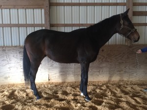 G- Horse in the Retired Racehorse Project's Thoroughbred Makeover Program
